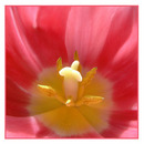 Tulip 009